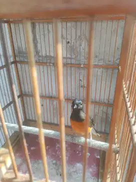 Murai batu betina kaki hitam