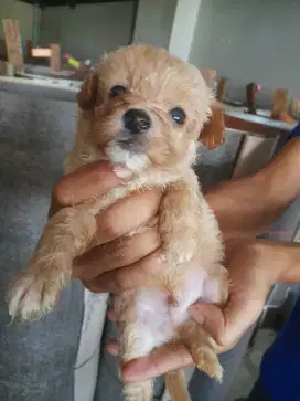 Poodleee kecill