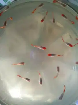 Ikan Guppy Tuxedo koi