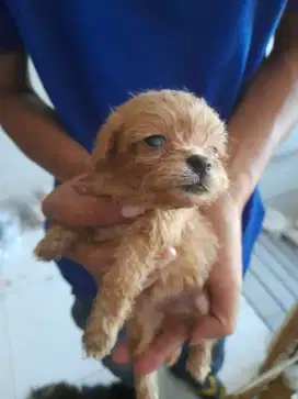 Adopt anjing poodlee