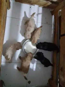 Adopt anjing poodlee