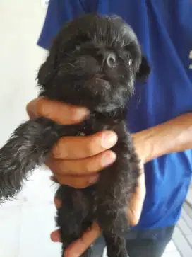 Poodddleeeeeeee