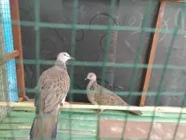 Burung tekukur betina 2 ekor