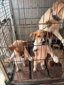 Anak anjing kampung