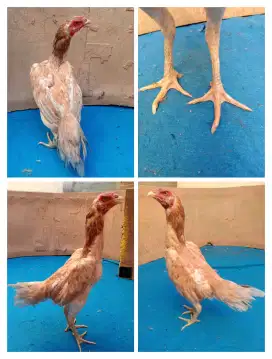 Ayam betina Mangon silangan bangkok