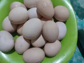 Telur Ayam Kampung Asli – Fresh, Sehat & Bergizi