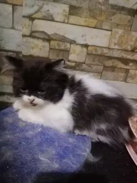 Kitten Persia Betina usia 3 bulan, warna hitam putih