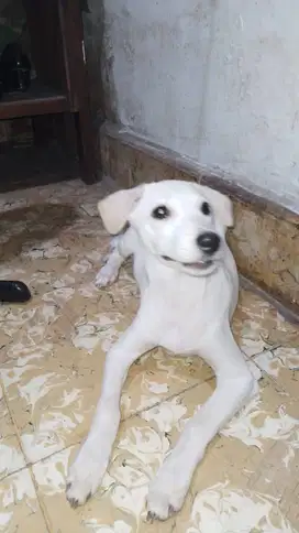 Dijual! Anak Anjing Gemas – Usia 5 Bulanan, Sehat & Lucu