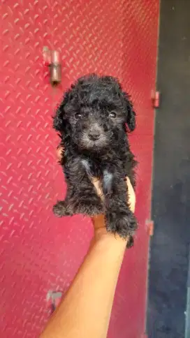 Ready Poodle Anakan
