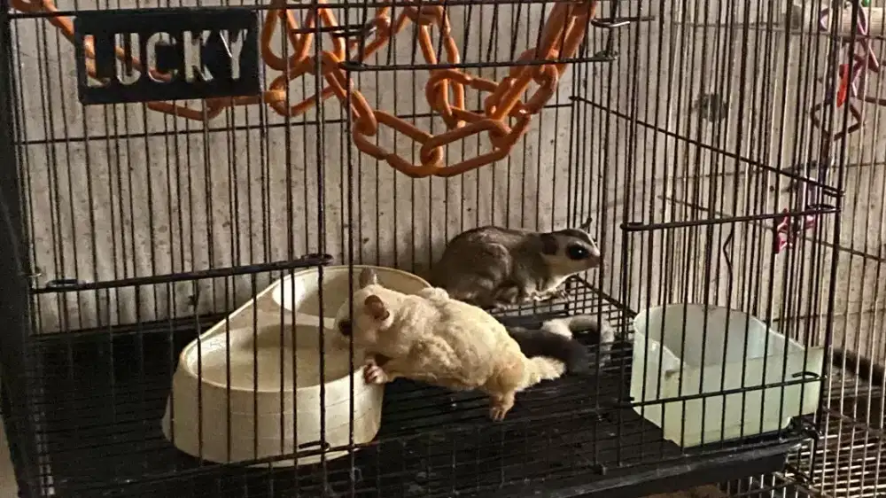 SUGAR GLIDER DAN KANDANG