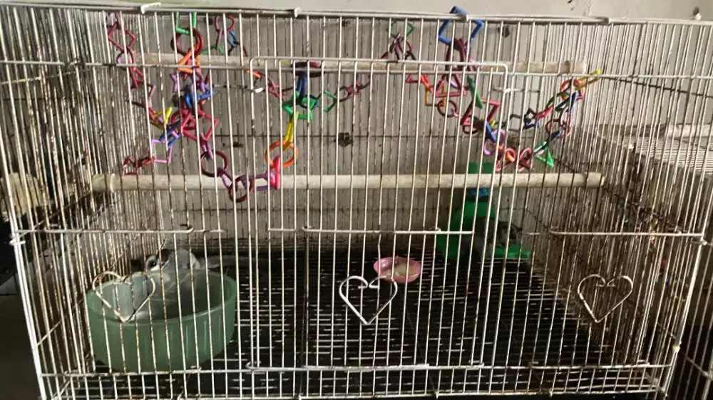 SUGAR GLIDER SEPASANG + KANDANG