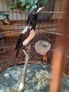 Jalak hitam putih  rajin