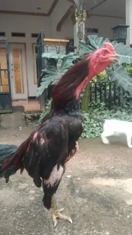 Ayam mangon ukuran 4