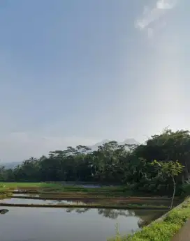 Dijual Tanah Sawah Produktif Tanpa Perantara, Desa Koranji