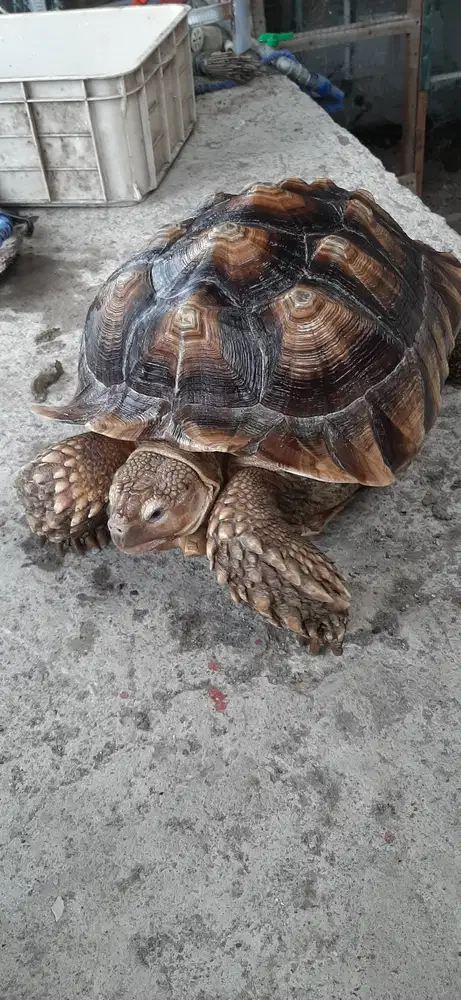 Sulcata Jantan jumbo Size 46 cm