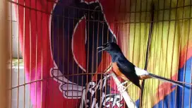 Murai Medan gacor
