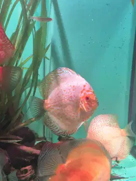 Dijual Ikan Discus Uk 5 up