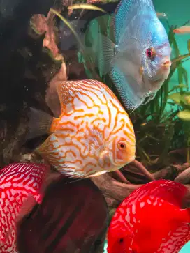 Dijual Ikan Discus uk 4 up