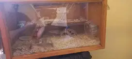 Kandang Hamster