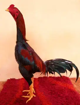 AYAM LINE KHOYTRAD, UMUR 8 BULAN, UKURAN 4,5 , TULANG KASAR + MEWAH