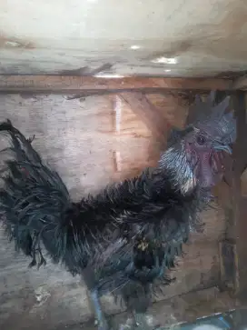 Ayam walik hitam jantan dewasa