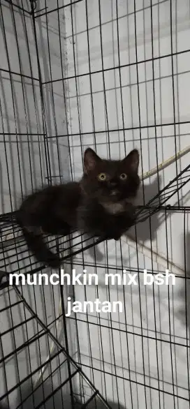 munchkin mix bsh , black (jantan)