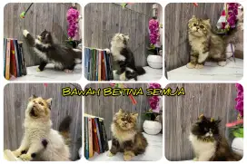 Kucing Persia peaknose vs BSH.