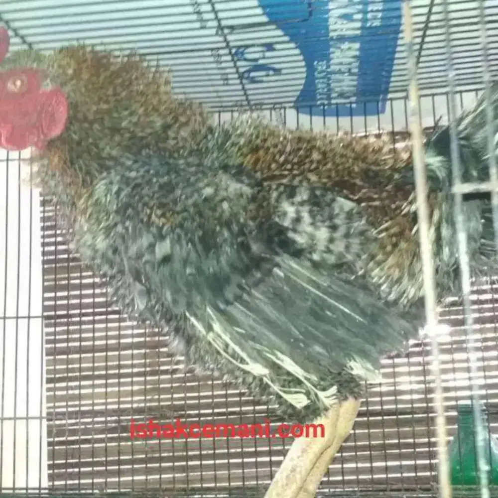 Ayam Walik Jali Abu Jantan Dewasa Super Sangat Langka !! Wajib Baca