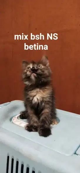 kitten BSH mix  , NS