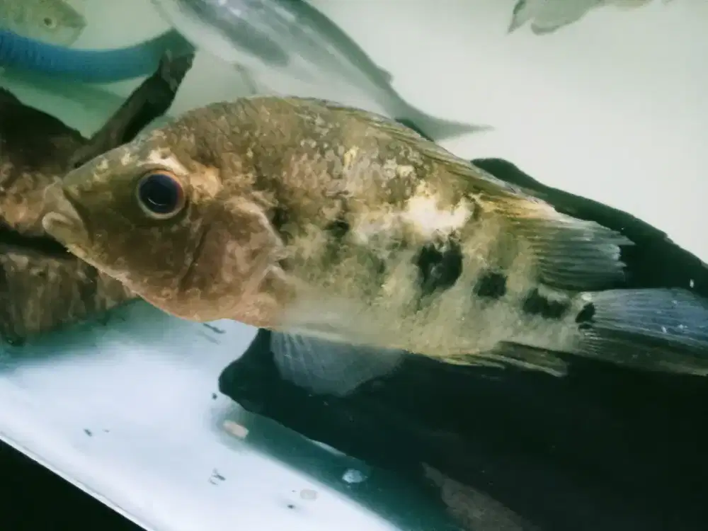 Red devil lokasi sawangan