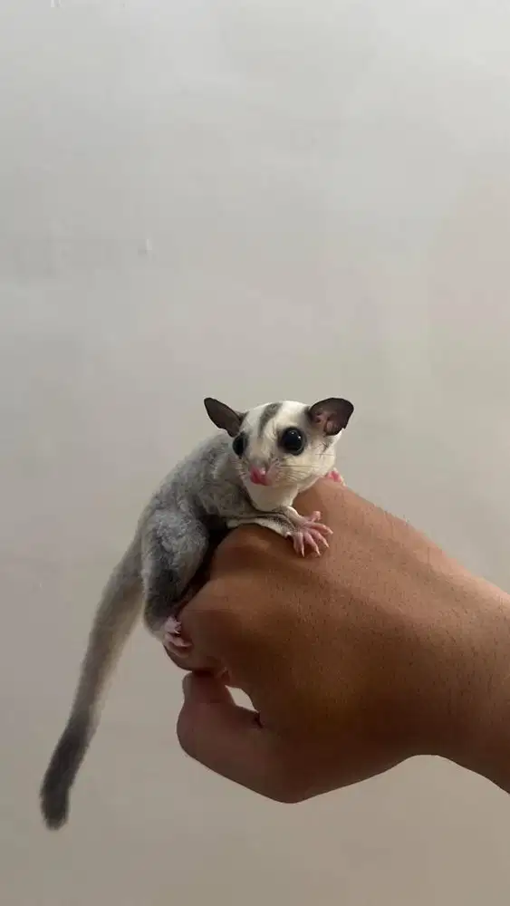SUGAR GLIDER PLATINUM JANTAN JOEY
