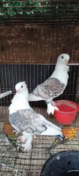 Jual sepasang indukan merpati