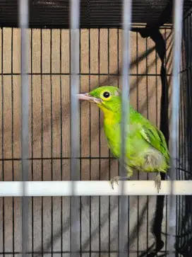 C.i trotol jantan