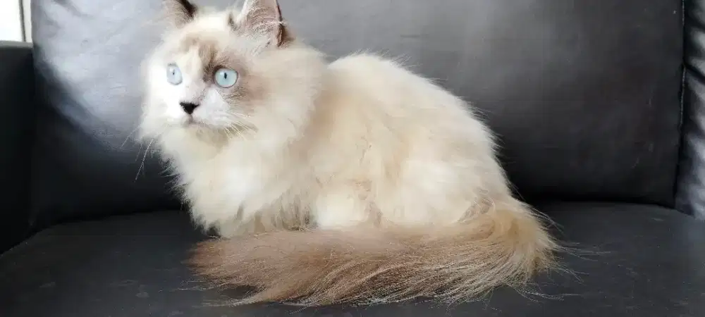 ADOPT RAGDOLL 6 BULAN
