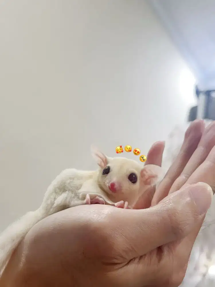 OBRAL! JOEY Sugar Glider Creamino Leu Het Betina Jinak Murah Jkt