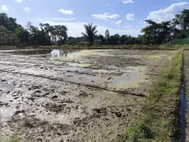 Sawah produktif segeri
