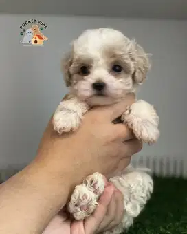 TOY POODLE BETINA - FAWN / APRICOT (Stambum + Vaksin Lengkap)