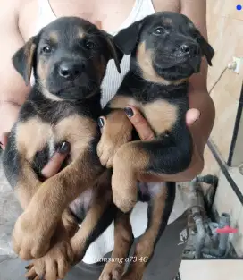 Anakan anjing ras mix