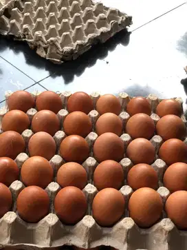 Telur ayam negeri perikat