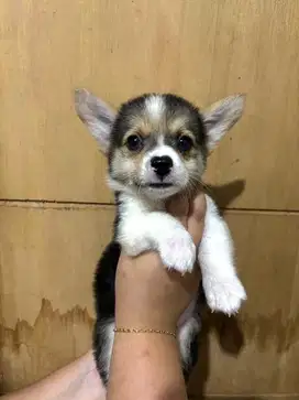 Jual Puppy Corgi Betina Tricolor Usia 1,5 Bulan