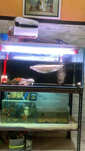 Arwana silver albino jual fullset