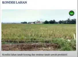 DI JUAL TANAH SAWAH, LOKASI DI MUKTIWARI, CIBITUNG, KABUPATEN BEKASI.