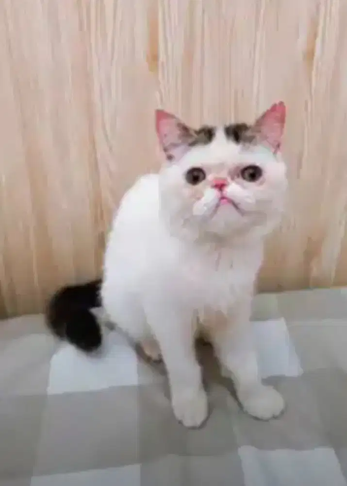 Betina peaknose