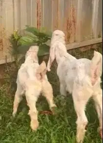 sepasang anakan kambing etawa senduro 3 bulanan siap ternak piara puas