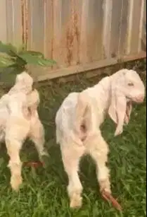 sepasang anakan kambing etawa senduro 3 bulanan siap ternak piara hobi
