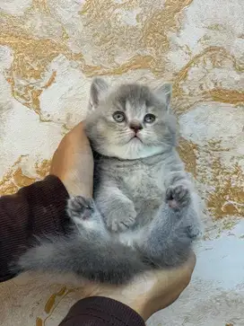 BSH Munchkin British shorthair Blue
