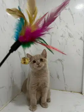 Kucing bsh ( british short hair )