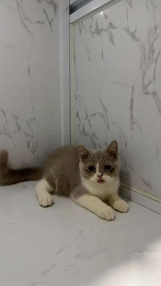 Kucing bsh ( british short hair )