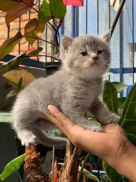 British Shorthair blue silver bulet super