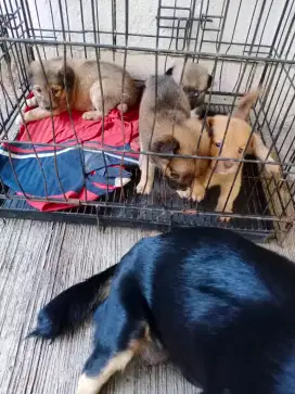 SILAHKAN ADOPSI